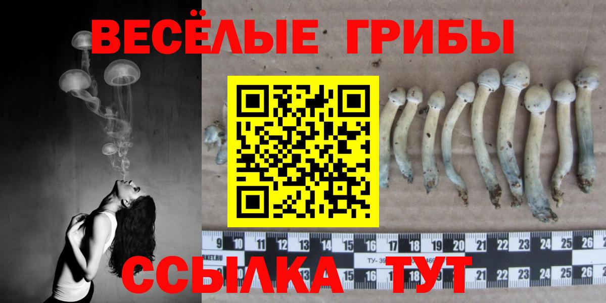 Галлюциногенные грибы Psilocybe  Галлюциногенные грибы прущие грибы  Богданович  Вход с VPN 